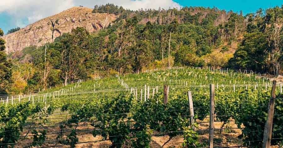 Viñedos de Samaipata